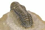 Colorful Crotalocephalina Trilobite - Atchana, Morocco #383212-4